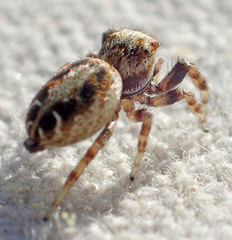 Metaphidippus chera