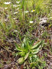 Plantago serraria