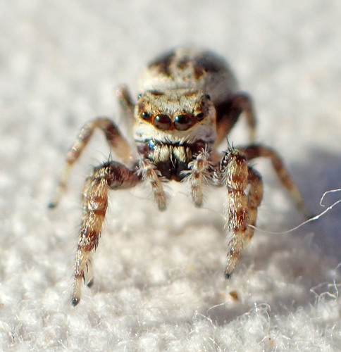 Metaphidippus chera