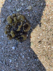 Colpomenia tuberculata