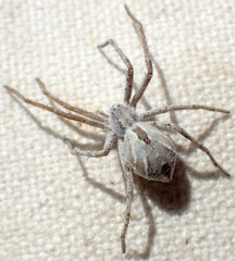 Rhysodromus histrio