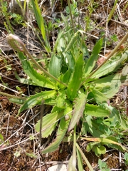 Plantago serraria