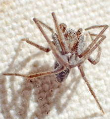 Rhysodromus histrio