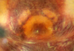 Metaphidippus chera