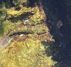 Bathygobius ramosus