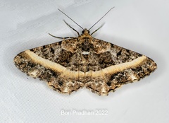 Harutalcis vialis