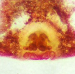 Metaphidippus chera