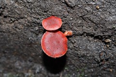Tubaria rufofulva