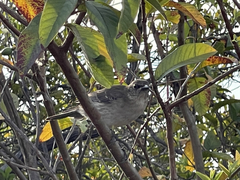Mimus graysoni