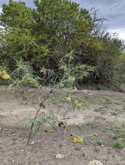 Gomphocarpus kaessneri