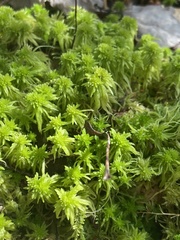 Sphagnum flexuosum