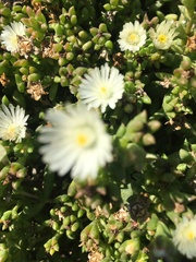 Delosperma uitenhagense