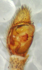Rhysodromus histrio