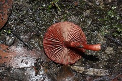 Tubaria rufofulva
