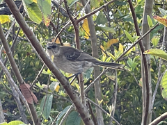 Mimus graysoni