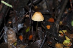 Mycena cystidiosa