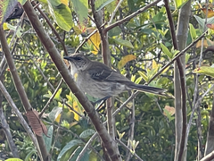 Mimus graysoni