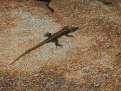 Platysaurus intermedius