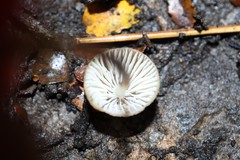 Mycena cystidiosa