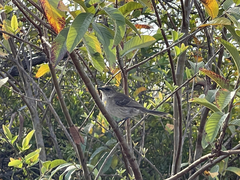 Mimus graysoni