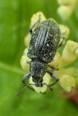 Lachnopus floridanus