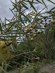 Gomphocarpus kaessneri