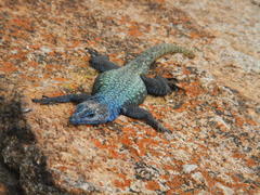 Platysaurus intermedius rhodesianus