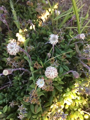 Curio radicans