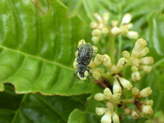 Lachnopus floridanus