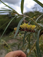 Gomphocarpus kaessneri