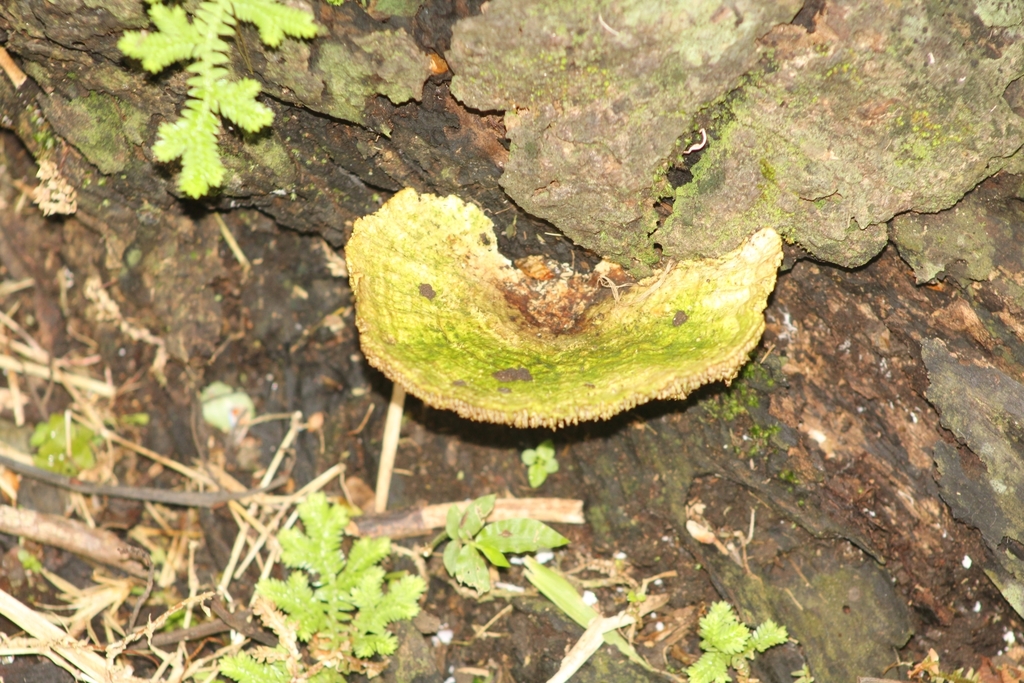 Trametes villosa · April 2022 · photo: © biomundi18 (iNaturalist, cc-by)