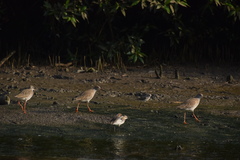 Tringa totanus