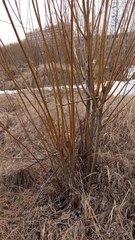 Salix
