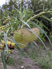Gomphocarpus kaessneri