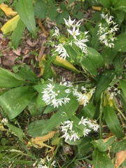 Allium ursinum