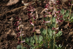 Corydalis ledebouriana