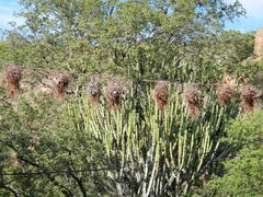 Anaplectes rubriceps rubriceps