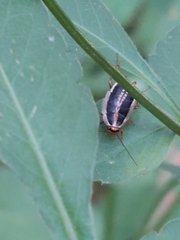 Blattella bisignata