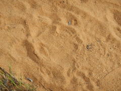 Rhinocerotidae