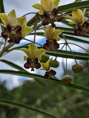 Gomphocarpus kaessneri