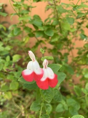 Salvia microphylla microphylla