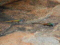 Platysaurus intermedius
