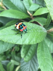Poecilocoris latus