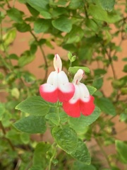 Salvia microphylla microphylla