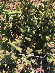 Crassula mesembryanthoides