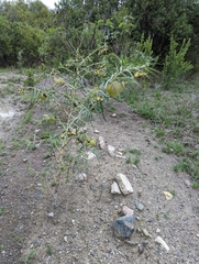 Gomphocarpus kaessneri
