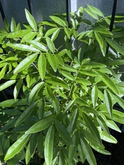 Wisteriopsis reticulata