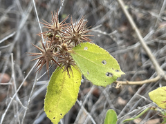 Triumfetta socorrensis