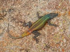 Platysaurus intermedius rhodesianus