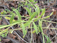 Verbena sphaerocarpa